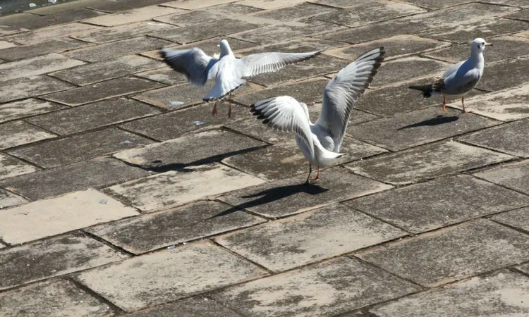 1731378050608691.jpg 4.jpg