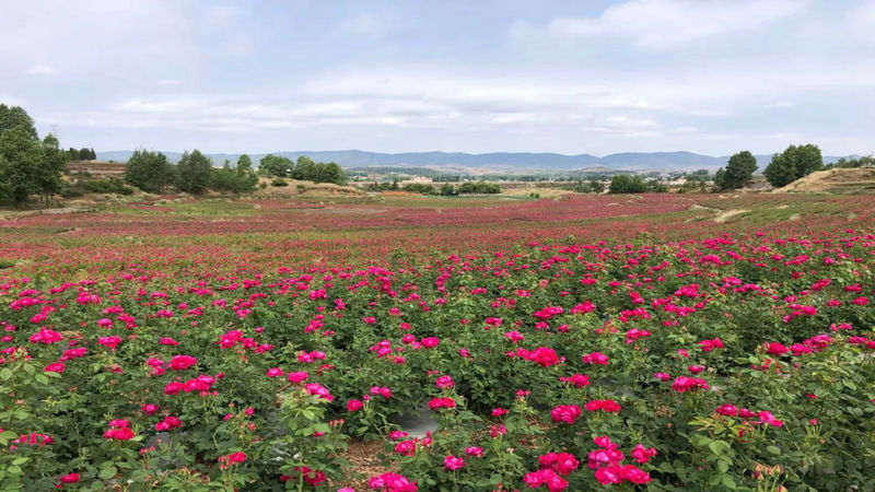 1750921313553606.jpg 2.jpg