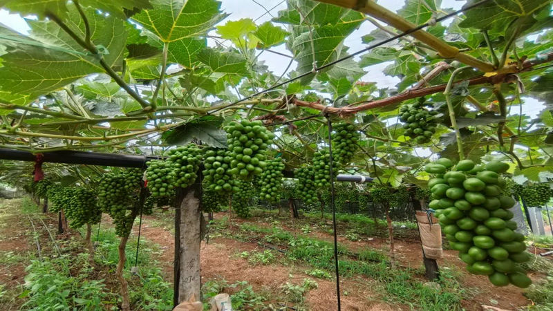 1750921325132176.jpg 3.jpg