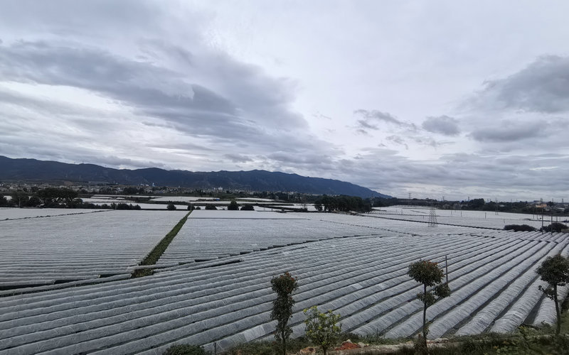 1757378284460165.jpg 千亩红提种植基地.jpg