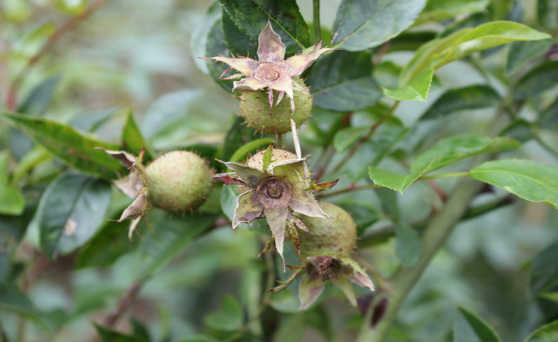 刺梨产业.JPG 刺梨产业.JPG