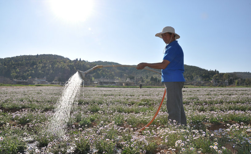 灯盏花种植基地.JPG 灯盏花种植基地.JPG