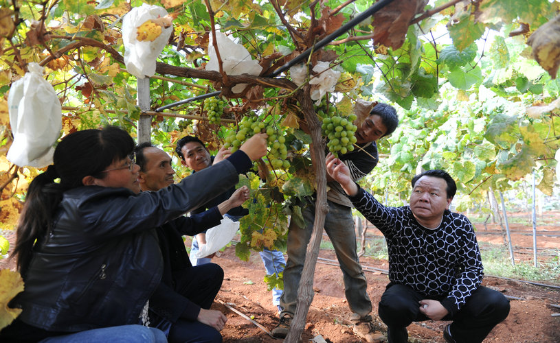 热水镇引进金藤然公司t种植优质葡萄引领贫困群众致富。.JPG 热水镇引进金藤然公司t种植优质葡萄引领贫困群众致富。.JPG