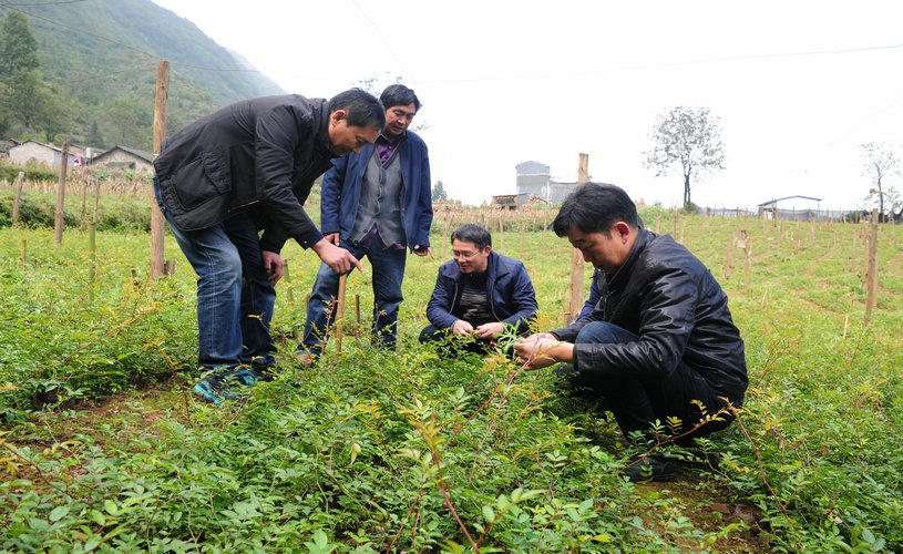 海岱镇抓住退耕还林机遇种植刺梨7000亩,作为贫困户脱贫致富的后继产业.JPG 海岱镇抓住退耕还林机遇种植刺梨7000亩,作为贫困户脱贫致富的后继产业.JPG
