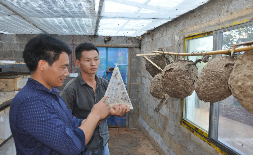 西泽乡采取贫困户入股模式建立的马蜂养殖基地带领贫困群众致富.JPG 西泽乡采取贫困户入股模式建立的马蜂养殖基地带领贫困群众致富.JPG